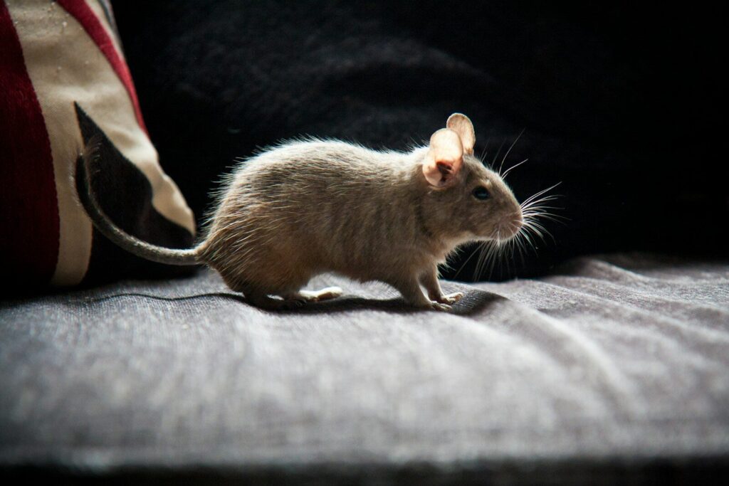 A small rodent sitting on top of a couch next to a pillow