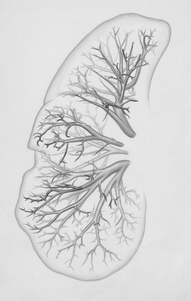 a drawing of a lung with trees on it