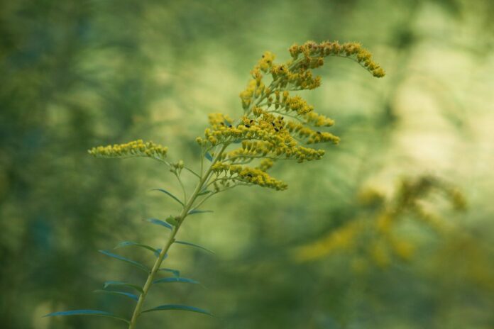 Photo by Olli Kilpi brown and green plant during daytime