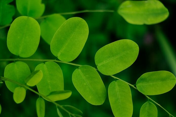 Photo by Neha Maheen Mahfin a close up of a plant