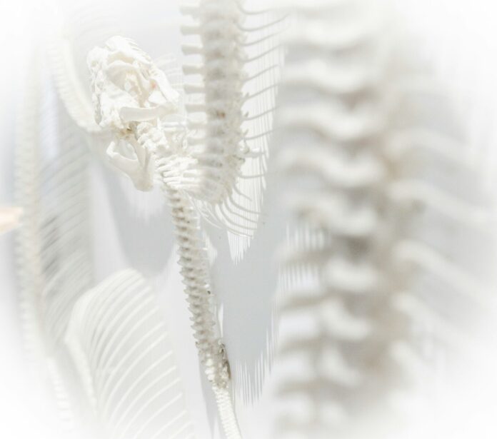Photo by Susanne Schwarz white skeleton system