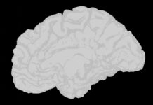 加齢による記憶低下は修正可能 脳の分子変化を操作して記憶を回復 a white brain on a black background