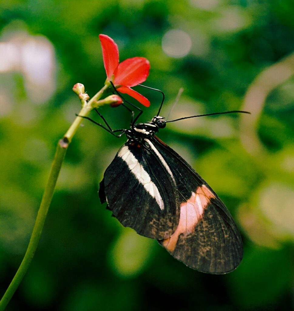 Butterfly lands on a red flower.