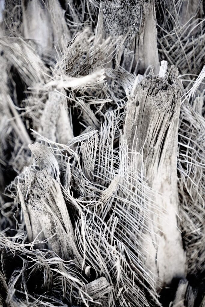 brown dried grass during daytime
