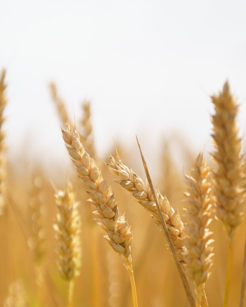 A close up of a field of wheat