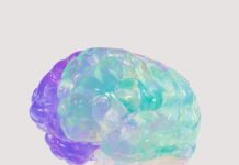 新経路の発見──メトホルミンは脳から血糖を制御していた a close up of a plastic model of a human brain
