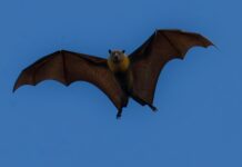 自然界の長寿生物コウモリが示す免疫と老化の関係 a bat flying through the air with its wings spread